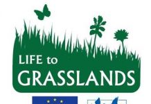 V Halozah poteka projekt Življenje traviščem – Life to Grasslands