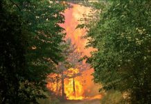 Od ponedeljka po vsej Sloveniji razglašena velika požarna ogroženost