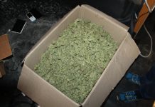 V Mariboru zasegli 2,5 kg konoplje 2,5 kg konoplje