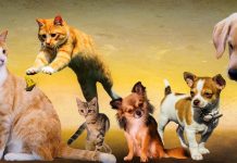 Sofinanciranje sterilizacije ali kastracije naših hišnih ljubljenčkov Razpis za naše ljubljenčke