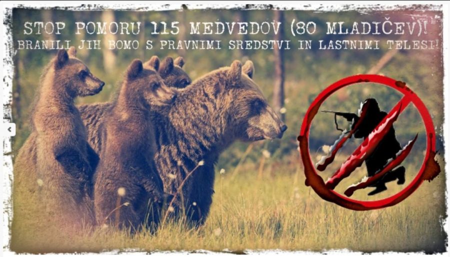 Medvedov ne dajo! Branili jih bodo tudi s svojimi življenji!