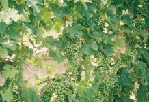 ZELENA TRGATEV – Pomoč vinogradnikom ZELENA TRGATEV.