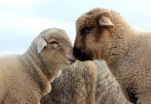 Naj kmetija 2020 na Ptuju Naj kmetija 2020