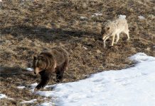 Škoda, ki jo povzročijo medvedi in volkovi.