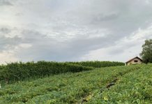 Na ormoškem območju največja škoda zaradi neurja