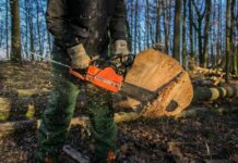 Odtujil 41 hrastovih dreves!