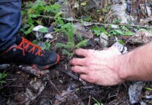 Akcija “Pomladimo gozdove 2022” drevo