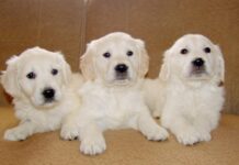 AKCIJA STERILIZACIJ IN KASTRACIJ PSOV IN MAČK