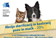 Oktoberska akcija sterilizacije/kastracije psov in mačk