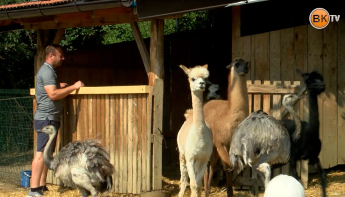 park-prostozivecih-zivali-Destrnik_NET.00_02_58_21.Still001-875x500