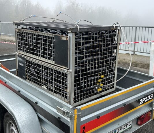 Bo šipon, zorjen na dnu Drave, postal nova posebnost Ormoža?