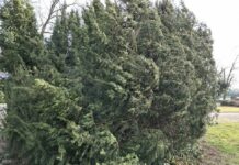 Veter na Ptuju povzročil škodo: podrta drevesa in odkrite strehe