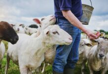 SDS zahteva nujno sejo odbora: Golobova vlada ignorira katastrofo modrikastega jezika