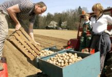 SDS zahteva nujno sejo o druzinskih in malih kmetijah – Golobova vlada ogroza prehransko varnost
