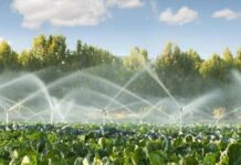 Državni namakalni sistem za Kidričevo: razvoj se začne pri vodi, ne pri PR