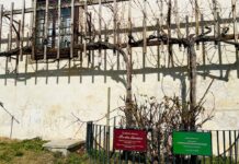 Rez trte na grajskem dvorišču napovedana za 13. marec