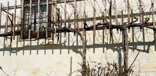 Rez trte na grajskem dvorišču napovedana za 13. marec