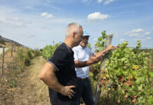 Obljubljeno se uresničuje: pomoč zaradi suše že prihaja na kmetije, 3.811 odločb do konca avgusta
