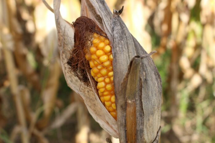 franky238-sweet-corn-2827862