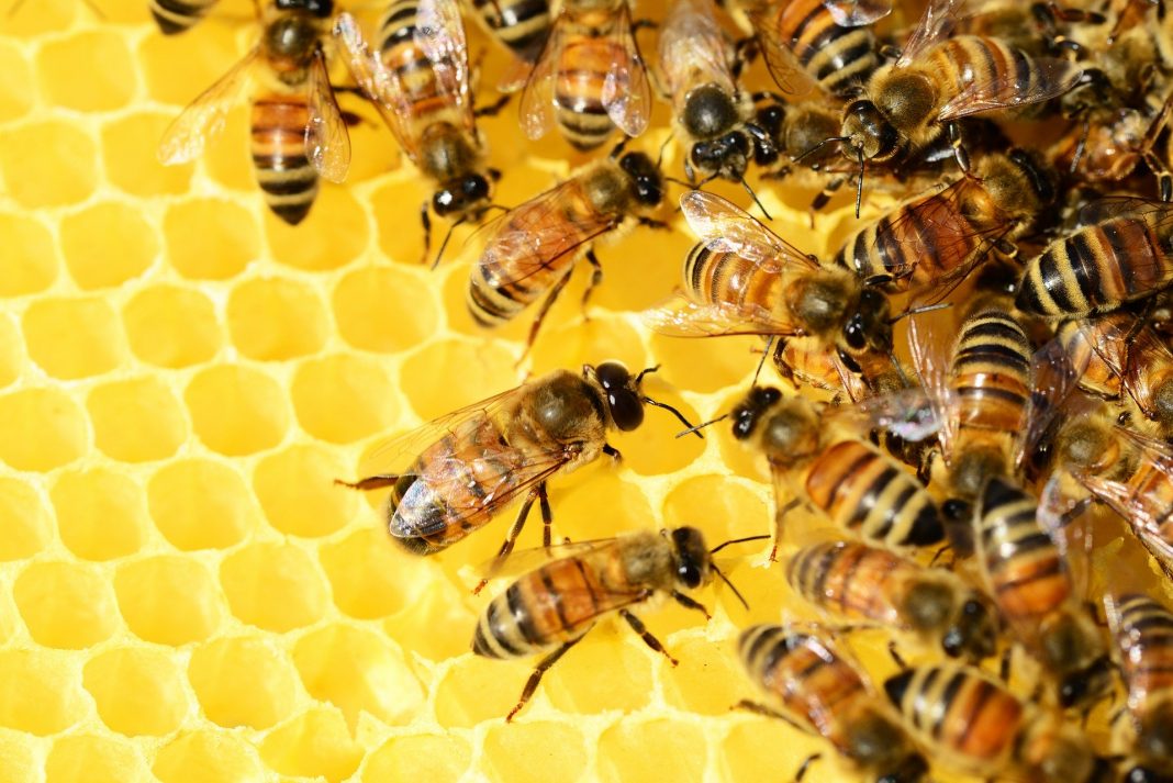Razpis za čebelarje